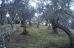 Terreno olivar en Fornalutx